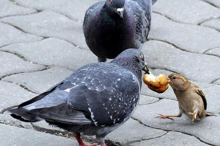 golub-i-vorobej-ne-podelili-lakomyj-kusochek.jpg